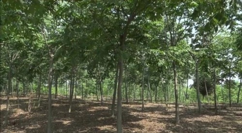 江苏建成首个大型活动碳中和林 推动低碳社会建设