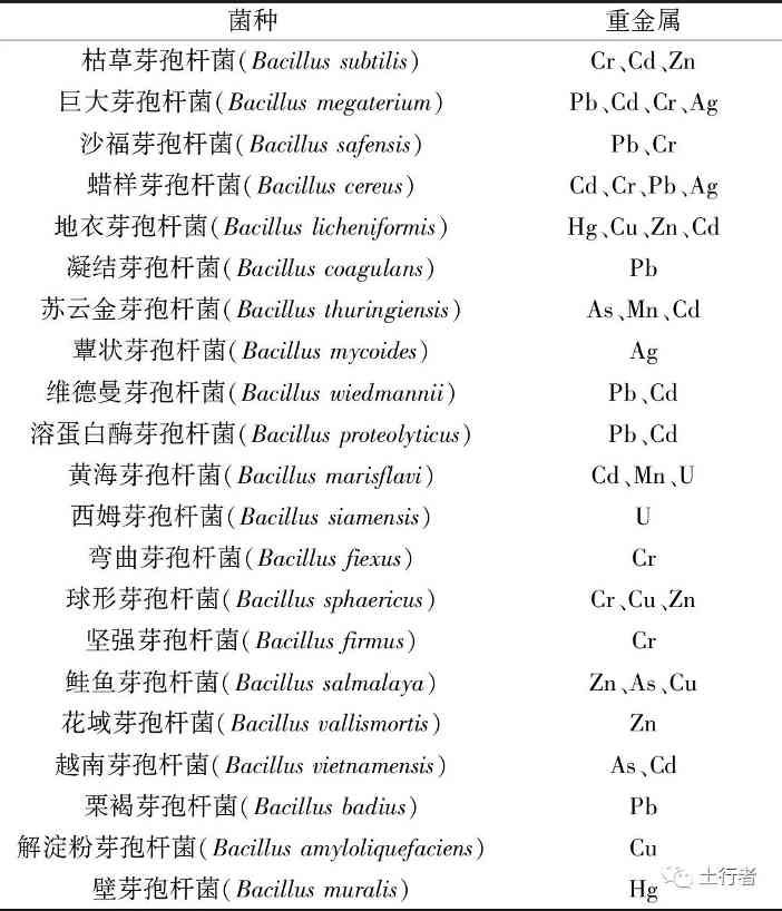 芽孢杆菌修复重金属污染土壤的机理与应用前景分析