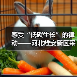 感受“低碳生长”的律动——河北雄安新区采访见闻（图1）
