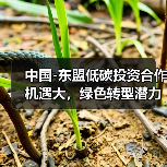 中国-东盟低碳投资合作机遇大，绿色转型潜力无限（图4）
