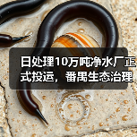 日处理10万吨净水厂正式投运，番禺生态治理新标杆！（图3）