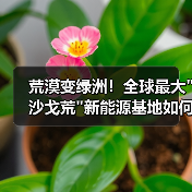 荒漠变绿洲!全球最大 荒漠变绿洲!全球最大