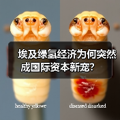 埃及绿氢经济为何突然成国际资本新宠？（图1）