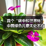 首个“碳中和世界杯” 中国绿色元素无处不在(图4) 首个“碳中和世界杯” 中国绿色元素无处不在(图4)